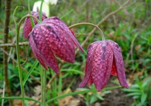 Purple blooms of Snake’s Head Fritillary are another example of one and done bulbs for Austin
