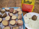 Dust potatoes with sulfur to prevent disease