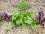 Tomatoes and Beets intercropped