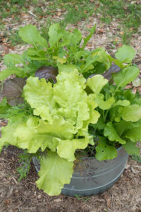Greens grown in containers save space in garden beds