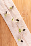 Test seed viability by sprouting in a moist paper towel