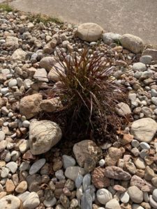 Purple Fountain Grass, Pennisetum setaceum