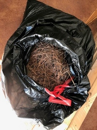 Pine needles gathered for compost