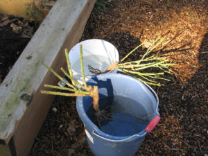 Bare root roses soaking in a pail of water