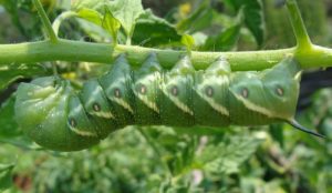 tomato hornworm is a top 10 vegetable pest