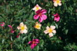 Mutabilis rose displaying white, yellow, and pink petals