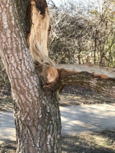 Broken tree branch from recent winter storm