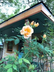 Apricot crepescule rose blossom