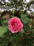 A pink tea rose, Duchesse De Brabant