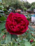 The Bourbon Rose named 'Maggie'