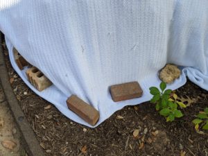 Bricks and a rock holding down a blanket protecting a plant from freezing weather