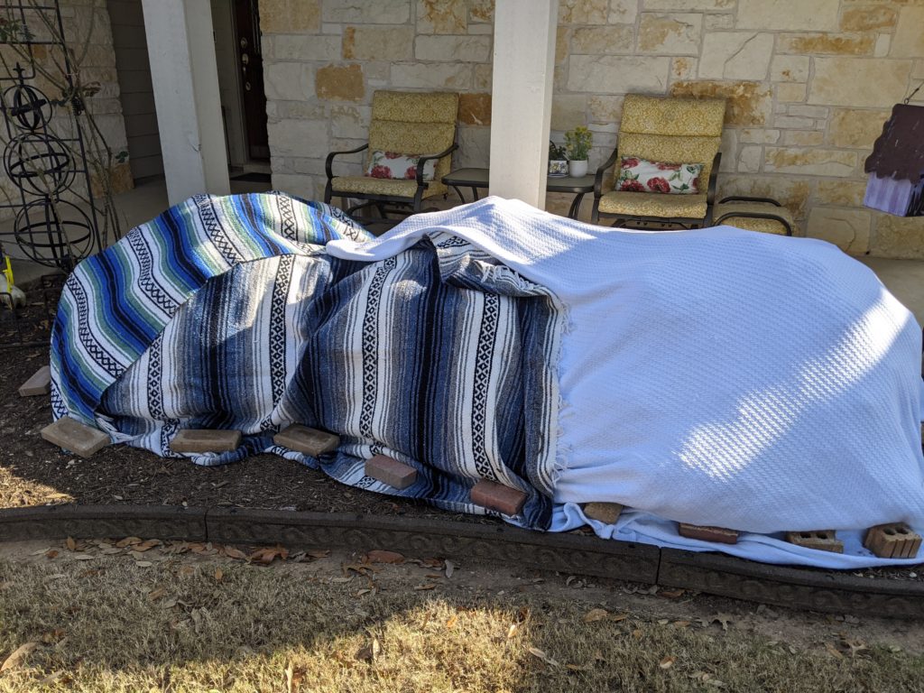 blankets on plant to protect from freeze