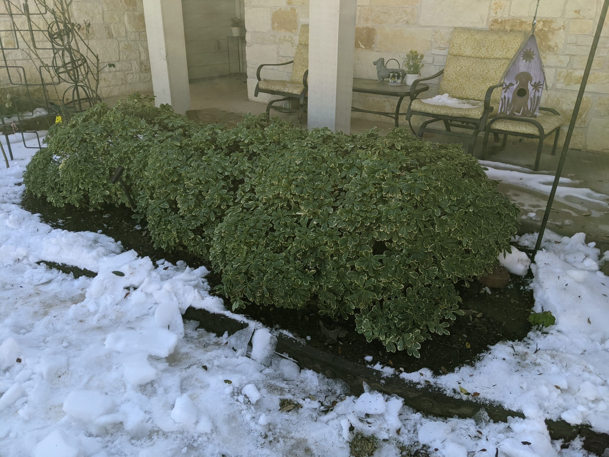 Plant Freeze Recovery Tips from the 2021 Winter Storm