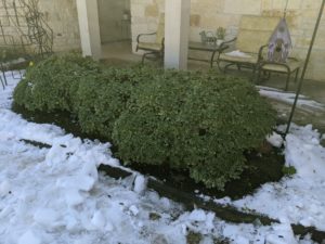 Recently uncovered shrubs, surrouned by snow