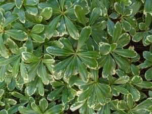 Glossy leaves of Pittosporum shrub