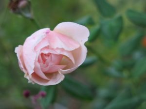 Rose 'Heritage' flower bud which will fuel your love of roses