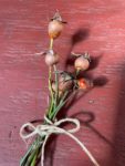 Rose hips tied in a bundle