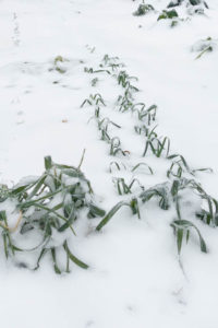 Photo by Patty Leander Onions and garlic in snow survived, it's one thing to check off the April garden checklist