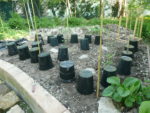 Upside down nursery pots used for frost protection in the December vegetable garden