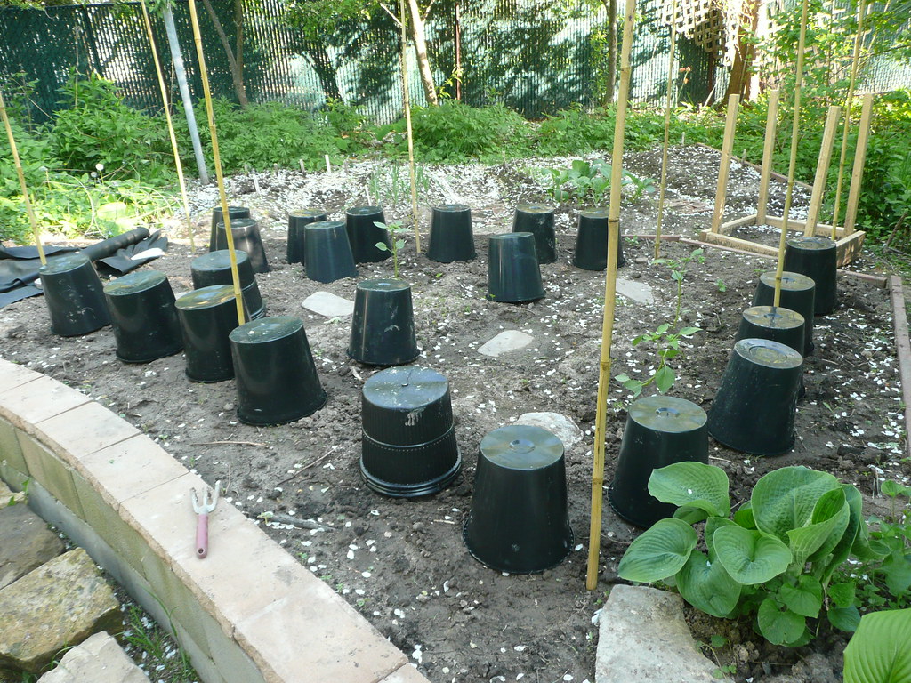 Upside down nursery pots used for frost protection