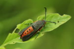 Squash vine borer moth can appear in the march vegetable garden