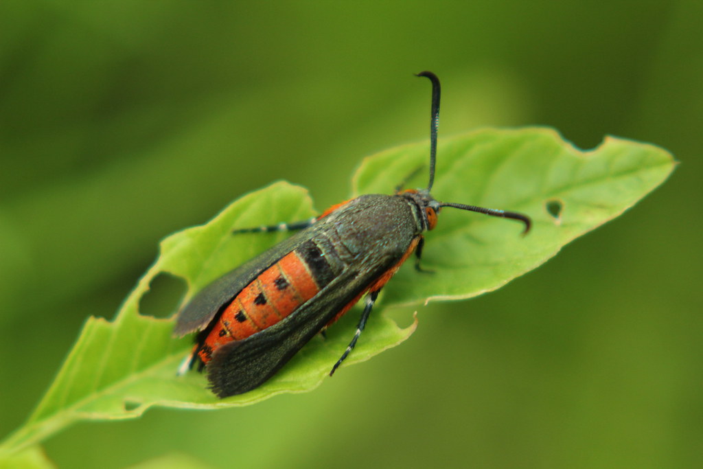 Squash Vine Borer Moth - June Gardening To-Dos