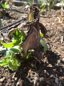 Photo by Sheryl Williams Freeze damage on a Fava Bean plant in a March vegetable garden