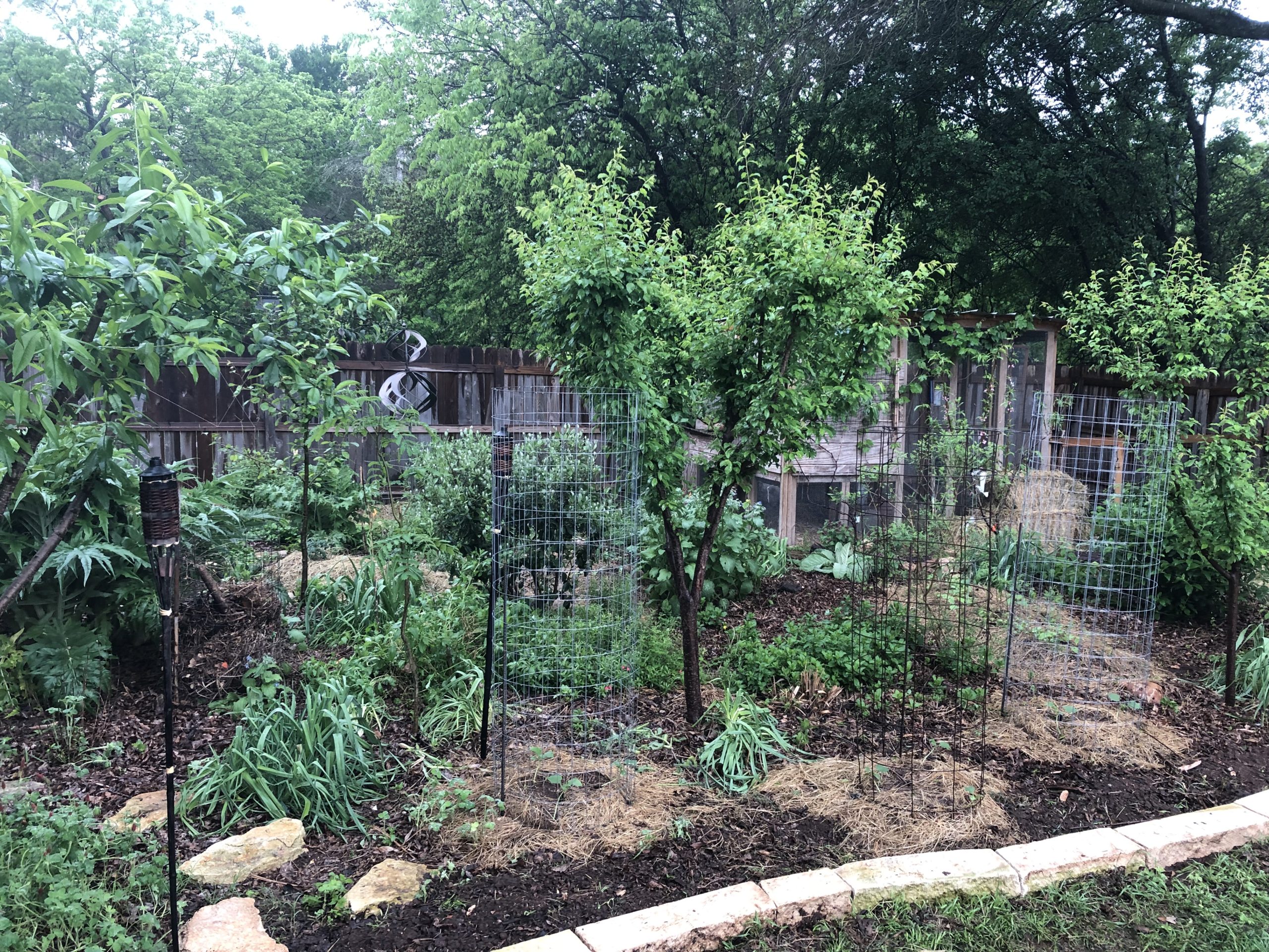 A micro orchard with several fruit trees planted close together