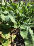 Photo by Sheryl Williams Turnip ready for harvest