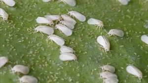 Whitefly and aphids on a leaf are problem vegetable garden pests