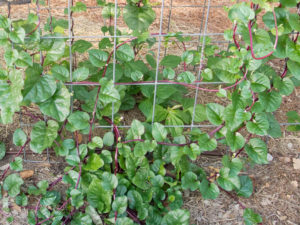 malabar spinach climbing on a trellis