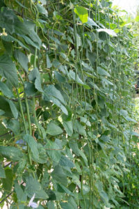 yard long beans for the may vegetable garden