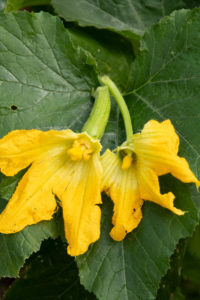 male and female squash blooms
