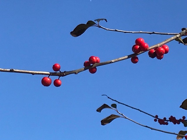 Possumhaw Holly at the Earth-Kind Demonstration Garden - December gardening to-dos