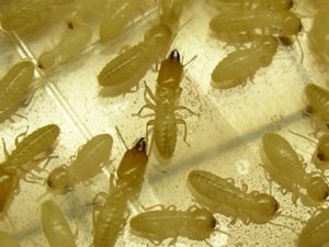 Termite