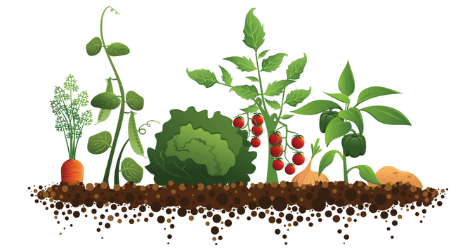 Vegetable Garden Illustration - April Gardening To-Dos