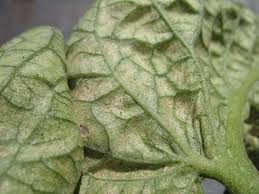 Spider Mite Infestation - July Gardening To-Dos