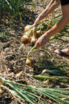 Harvesting onions