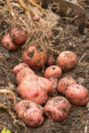 Potatoes being dug up for harvest