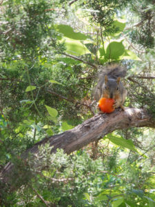 Squirrel in tree eating a stolen tomato