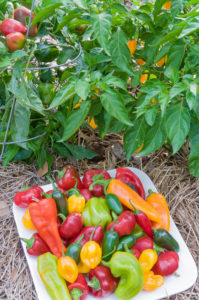 Colorful pepper harvest