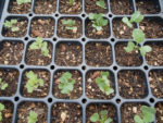 Broccoli seedlings