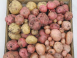 White and red potatoes