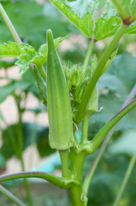 Okra pod ready for harvest