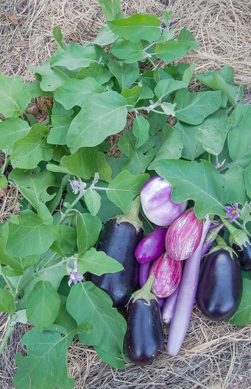 eggplant ready for harvest