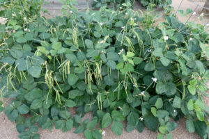 black-eyed peas with pods