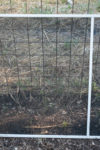 Window screen used to shade garden plants in the August vegetable garden