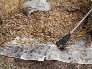 Newspapers laid on ground and covered with leaves for mulch