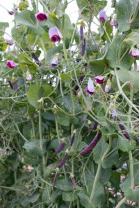 Purple flowers and pods of 'Sugar Magnolia' snap pea