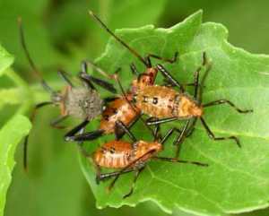 Leaffooted Bug Adult and Nymphs